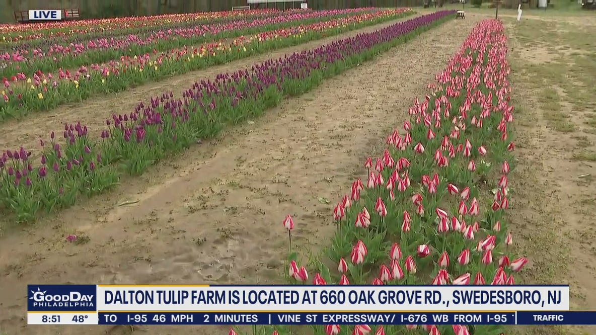 Dalton Tulip Farms offers tour of blooming tulips
